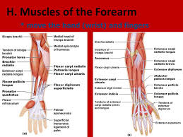 Flexion of the forearm is achieved by a the tendons of these muscles pass through a small corridor in the wrist known as the carpal tunnel. G Muscles Of The Arm Move The Forearm Elbow Ppt Video Online Download