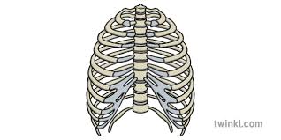 There are only four different types of corpse parts in the game as of now, those being the rib cage, pelvis, left arm, and the heart. Rib Cage Illustration Twinkl