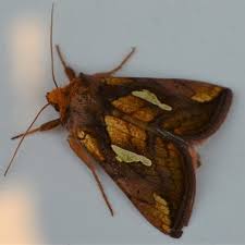 Image result for Plusia putnami