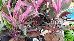 Care Tips For The Cordyline Plant Donna Joshi Youtube