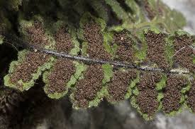 Image result for Aspleniaceae