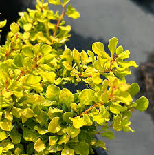 Image result for Berberis thunbergii