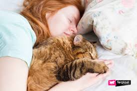 But have you ever truly wondered, how long do cats sleep? How To Make A Cat Sleep At Night