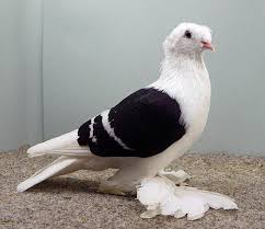 Black And White Pigeon Pictures Black Old German Moorhead Pigeon Pictures Pigeon Breeds Breeds