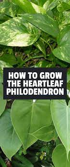 Heartleaf Philodendron Care Growing The Sweetheart Plant Epic Gardening Plant Care Houseplant Philadendron Plant Philodendron Care