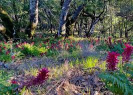 Image result for Hunteria densiflora