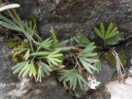 Image result for Actiniopteris semiflabellata