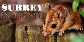 We can respond quickly and efficiently to resolve your pest problem in a professional and discreet manner, ensuring your property and. The 6 Best Options For Pest Control In Surrey 2021