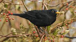 People with the name drossel: Drossel Das Unterscheidet Den Singvogel Von Der Amsel