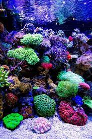 een vissen zeeaquarium inrichten onderhouden met afbeeldingen rif aquarium koraalrif aquariumvissen