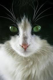 Black And White Cat With Green Eyes Black White Cat Cats Kittens Beautiful Cats