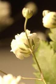 To treat fruit or other plant parts so as to prevent decay. 7 Glycerine Craft Ideas How To Preserve Flowers Dried Flowers How To Preserve Leaves