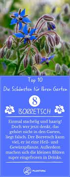 Sommerblumen Die 10 Schonsten Fur Ihren Garten Plantura Sommerblumen Gartenblumen Heilpflanzen