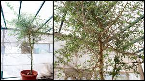 Image result for Commiphora angolensis