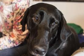 Ready to graduate from student housing? Pawsitive Vibes Therapy Animals Rescue Struggling Isu Students News Iowastatedaily Com