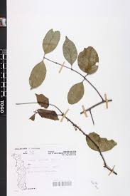 Image result for Salacia leptoclada