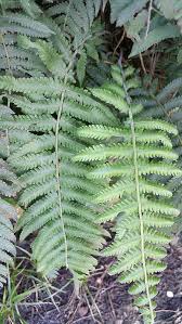 Image result for Christella dentata