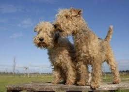 whatafy we have all the answers for you lakeland terrier dog breeds lakeland terrier puppies
