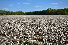 Cotton Harvest Time in North Carolina | by Jon Scarborough | Nov, 2021 |  Medium | Medium