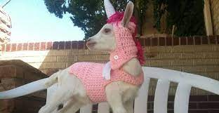 Goat Costumes Broken Shovels Farm