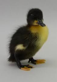Black And Yellow Duckling Black Swedish Ducks Metzer Farms Duck Ducklings Baby Ducks
