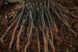 We did not find results for: 4 Pros And 3 Cons Of Planting Bare Root Fruit Trees Garden And Happy