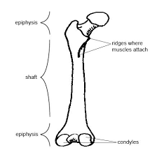 Learners should accurately draw a long bone, resembling that in figure 6.24. Anatomy And Physiology Of Animals The Skeleton Wikibooks Open Books For An Open World