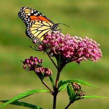 Swamp Rose Milkweed Perfect For Wet Soil In Full Sun Native Plants Milkweed Plants