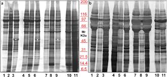 Biological Surface Properties In Extracellular Vesicles And