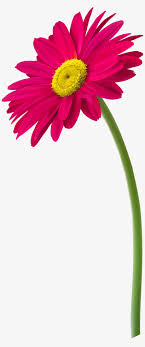 We did not find results for: Flowers In Vase Clipart Transparent Png 3981x9124 Free Download On Nicepng