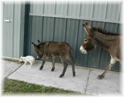Maybe you would like to learn more about one of these? Mini Donkeys For Sale In Iowa Miniature Donkey Breeder Sunny G Acres