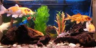 Ikan hias air tawar ini juga kerap disebut ikan balon karena bentuk perutnya yang buncit dengan tubuh yang bundar. 13 Cara Merawat Ikan Koi Untuk Hias Budidaya Di Akuarium Pintarpet