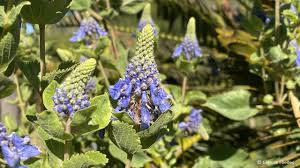 Image result for Coleus hereroensis