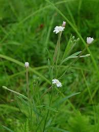 Image result for Epilobium salignum