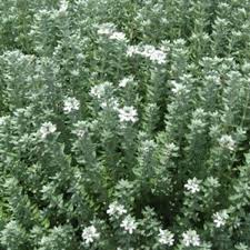 Westringia are great for for coastal, seaside, and exposed locations. Westringia Fruiticosa Jervis Gem White House Nursery