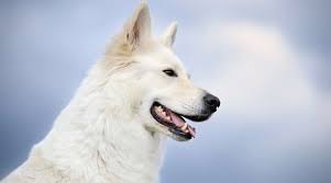White German Shepherd Dog Breed Info Puppy Prices More