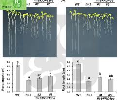 She is on the thomson reuters ip and science official list of. Plant Cell Environment Yuerong Cai Et Al Look At Synergistic Nutrient Responsive Crosstalk Between Iron And Copper Two Transcription Factors Induce Copper Accumulation Which Favours Growth Under Iron Deficiency Conditions Want