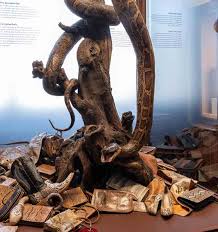 Jedno z wielu wspaniałych darmowych zdjęć z galerii pexels. Neuer Bereich Uber Artenschutz Im Naturhistorischen Museum Wien Generation55plus Net