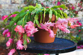 Check out inspiring examples of christmas_cactus artwork on deviantart, and get inspired by our community of talented artists. Christmas Cactus In Pink Photograph By Donna Kaluzniak