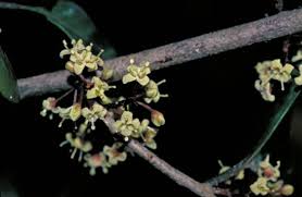 Image result for Embelia multiflora