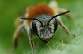 La reine est la plus grosse du nid elle mesure de 13 mm à 32 mm de long. Les Bourdons Des Abeilles Pas Comme Les Notres 1ere Partie Les Belles Histoires De L Oncle Simonpierre