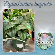 Image result for Stylochaeton