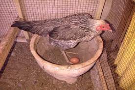 Ayam yang sudah tergolong dewasa adalah yang sudah mencapai usia 6 bulan. Perhatikan Pakan Ternak Ayam Bangkok Betina Agar Cepat Bertelur Perawatan Ayam Bangkok Purwokerto
