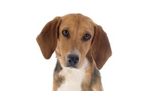 Image result for Harrier dog