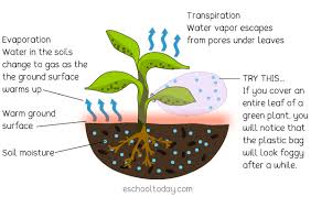 | meaning, pronunciation, translations and examples. Transpiration And Evapotranspiration Stage Of The Water Cycle Eschooltoday
