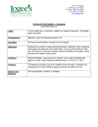 Anyway, always let the topcoat of the soil dry out before you water the plant. Senecio Angel Wings Senecio Candicans