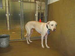Health and human services agency; Adopt A Whippet In San Diego
