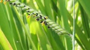 Image result for Urochloa