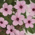 Image result for Otomeria