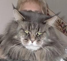 The breeders take care to keep the lineage intact through all the litters and will select the new owners carefully. Teaching Chevy To Sit Shake It Took Texas Giant Maine Coon Cats